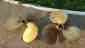 13x11 1.25 Matching Chris Bronze Craft Pair Bore