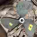 20djx3ni Michigan Wheel Ni-bral Propeller 20 Dia Lh Pitch 22 Bore 1 3 8