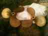 22x23 Lh Propellers Rh Craft Chris