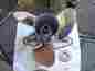 993026 Michigan Wheel Apollo Stainless Propeller 14 5 8 X 23