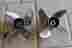 Hc-cl30 Hydromotive Quad Iv Stainless Steel Left And Right Hand Propellors