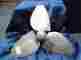 Max3blade Max Prop Italian Max-prop 2 Blade Self Feathering Low Drag Propeller