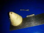 Propeller Nut Wards Sea King Chrysler 9.6HP. Fixed Price $29.00.