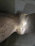 Federal Equipoise 14LH12 Nibral Boat Propeller. Fixed Price $400.00.