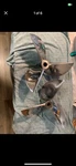 2 Rolla Boat Propellers Stainless 3 Blade. Fixed Price $2000.00.