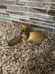 Vintage 1940S Michigan Wheel Brass - Bronze Propeller 92 7 Diameter. Fixed Price $64.00.
