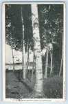 C1909 Ludington Michigan Vintage Postcard Upper Hamlin Lake View Trees Posted. Fixed Price $29.95.